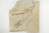 Cretaceous Predatory Fish (Eurypholis) - Fish In Stomach! #201374-1